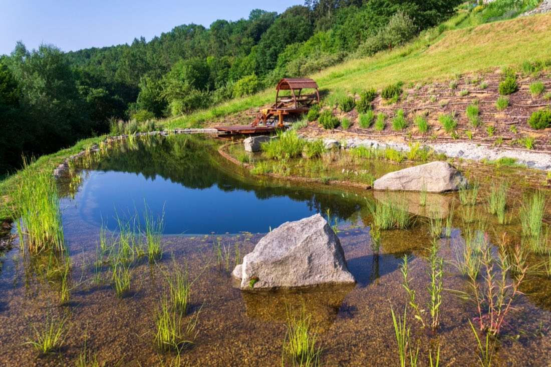 natural swimming pond uk planted regeneration zone garden
